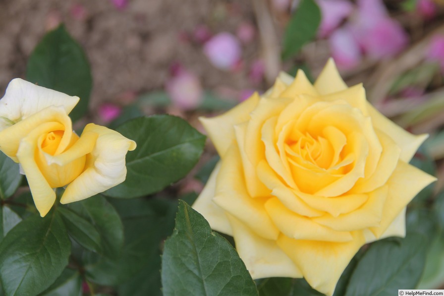 'Hotel California ® (Hybrid Tea, Orard, 2001)' rose photo