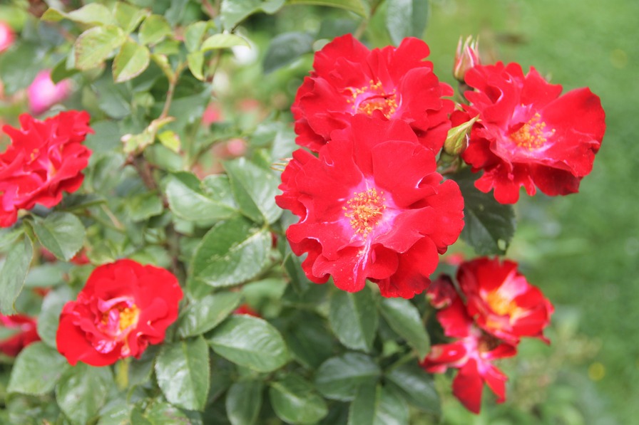 'Hanabi' rose photo