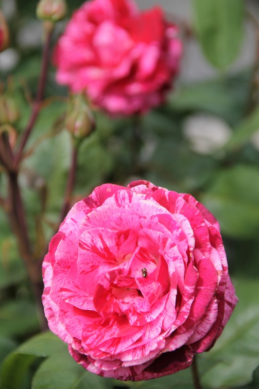 'Pirate ®' rose photo