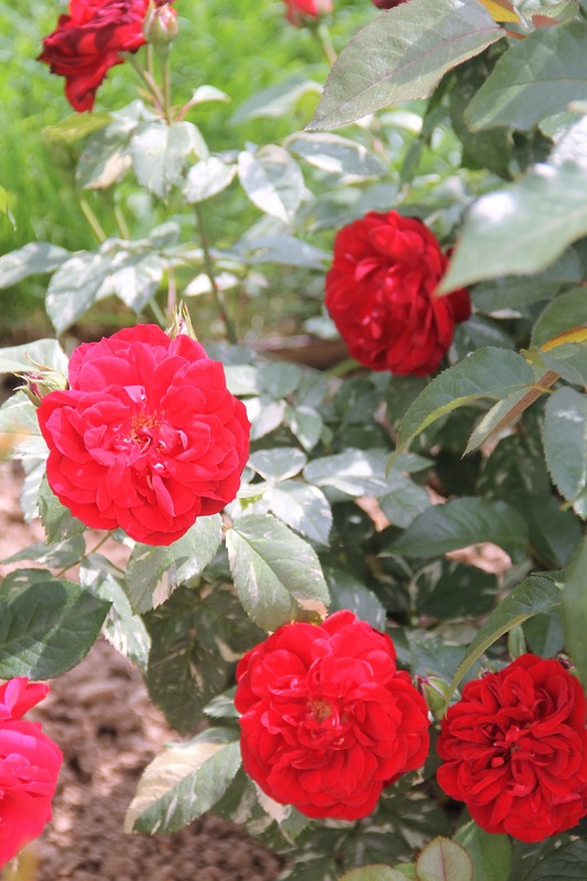 'Elie Semoun ®' rose photo