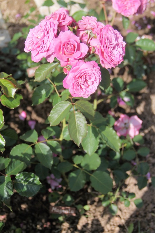 'Magenta (floribunda, Kordes 1954)' rose photo