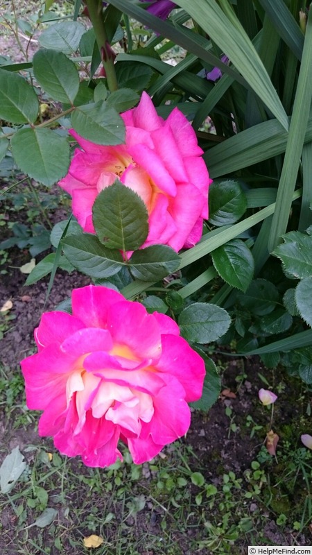 'Khersones' rose photo