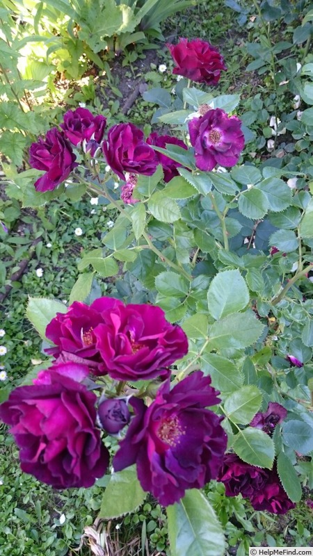 'Young Princess' rose photo