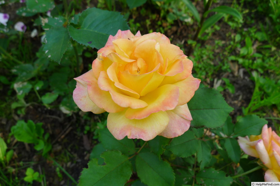 'Freddy Mercury' rose photo