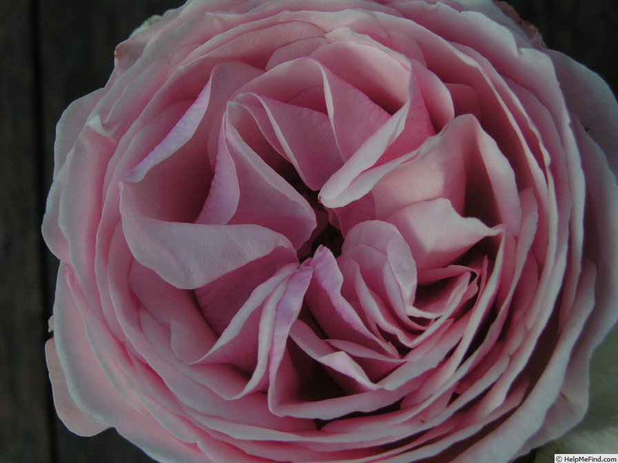 'Prince Jardinier ®' rose photo