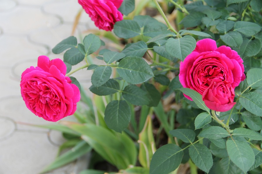 'Falstaff' rose photo