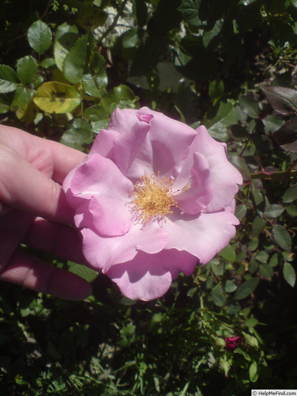 'Blueberry Hill ™' rose photo