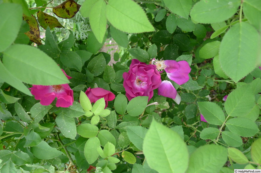 'Grand-Père Pierre Vibert' rose, click to enlarge 'Grand-Père Pierre Vibert' rose photo
