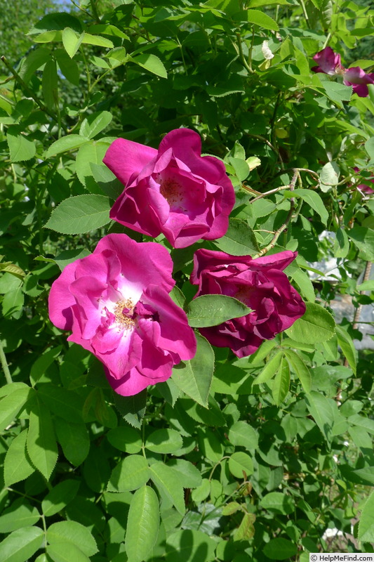 'Grand-Père Pierre Vibert' rose, click to enlarge 'Grand-Père Pierre Vibert' rose photo