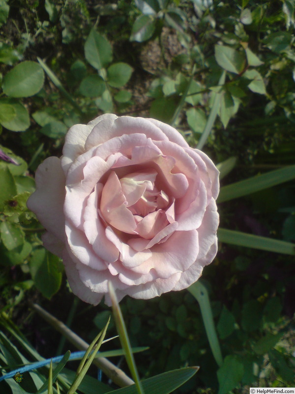 'Juliane®' rose photo