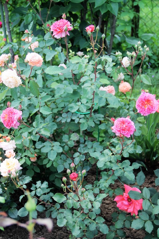 'Ingwer J. Jensen' rose photo