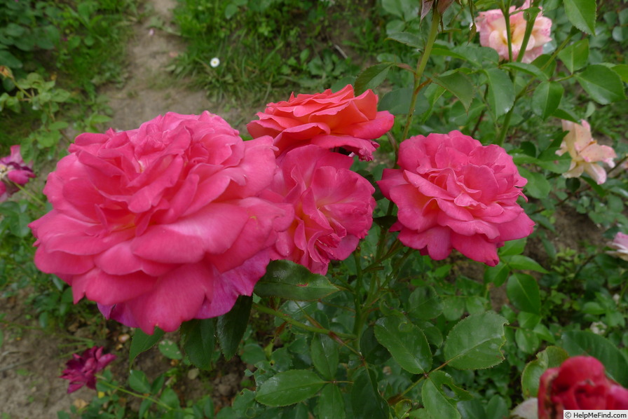 'Yvette Horner ®' rose, click to enlarge 'Yvette Horner ®' rose photo