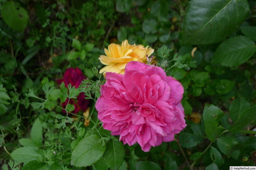 'Ivor's Rose' rose photo