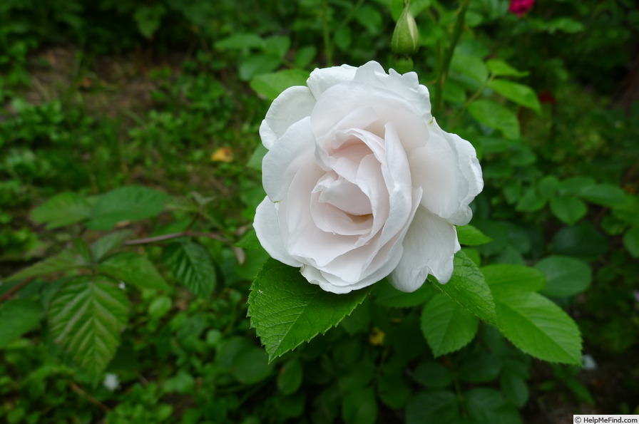 'Mary Manners' rose photo