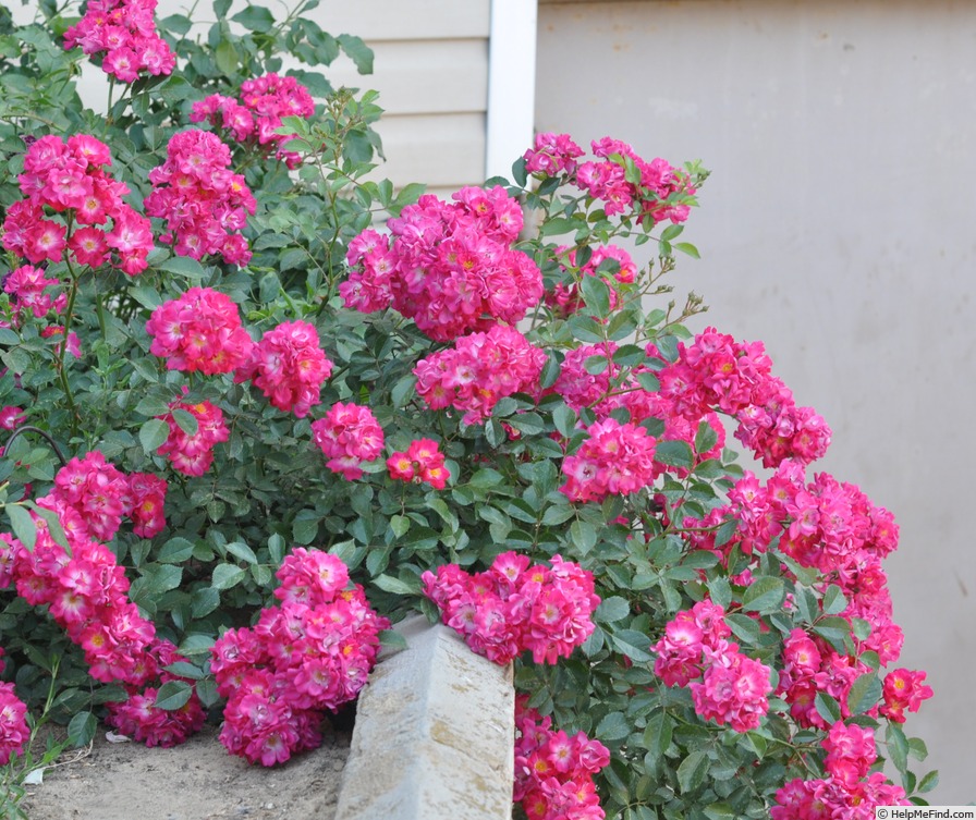 'Polluce ®' rose photo