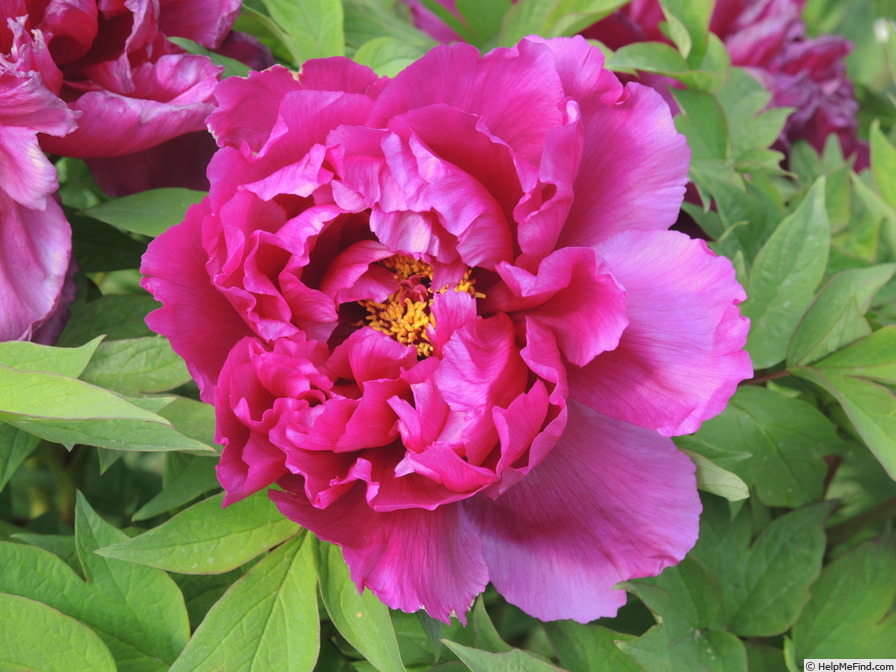 'Hana-Daijin' peony photo