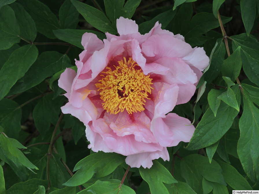 'Valse de Vienne' peony photo