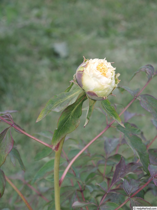 'Lydia Foote' peony photo