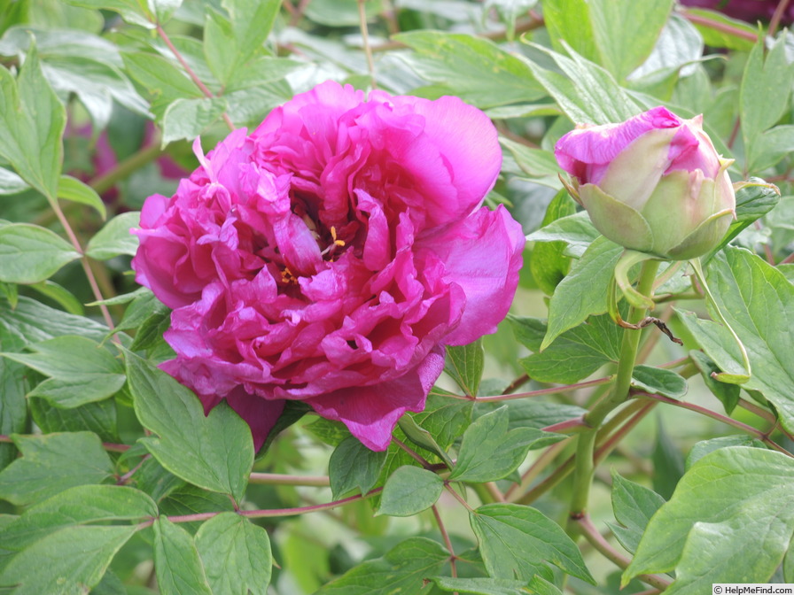 'Georges Paul' peony photo