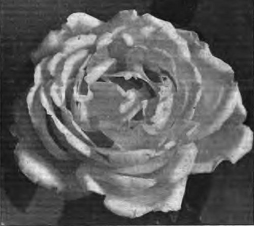 'Clibrans' White' rose photo