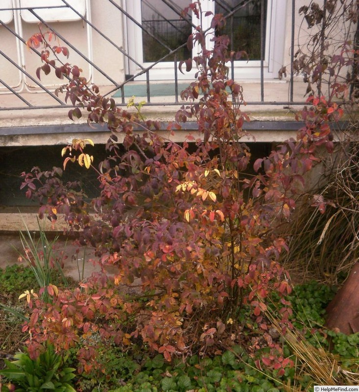 'Belle de Crécy (Gallica, Roeser, 1829)' rose photo