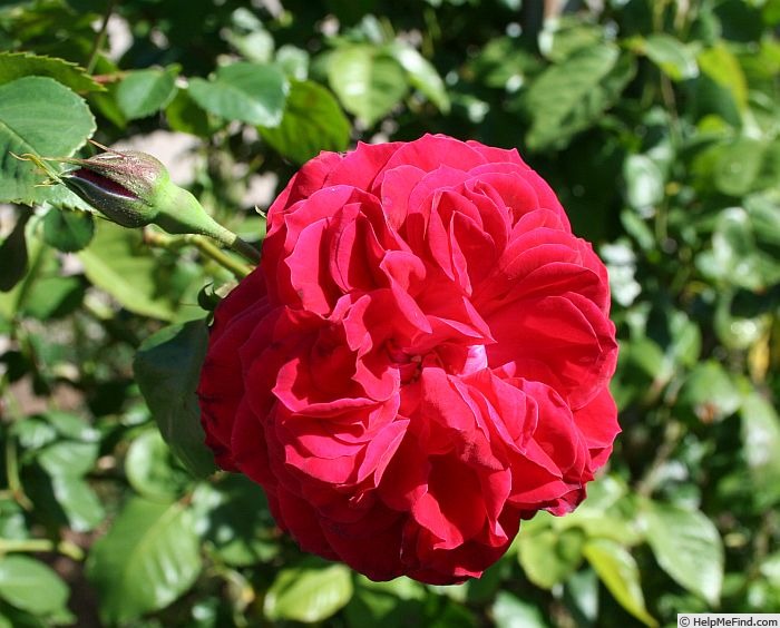'La merveille écarlate' rose photo