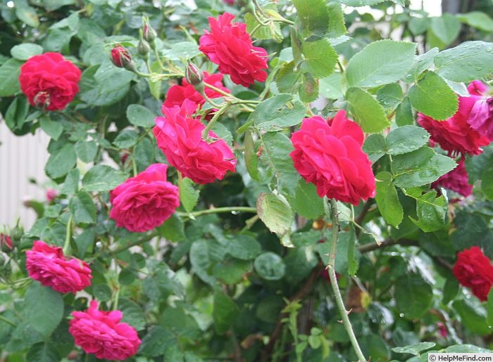 'La merveille écarlate' rose photo