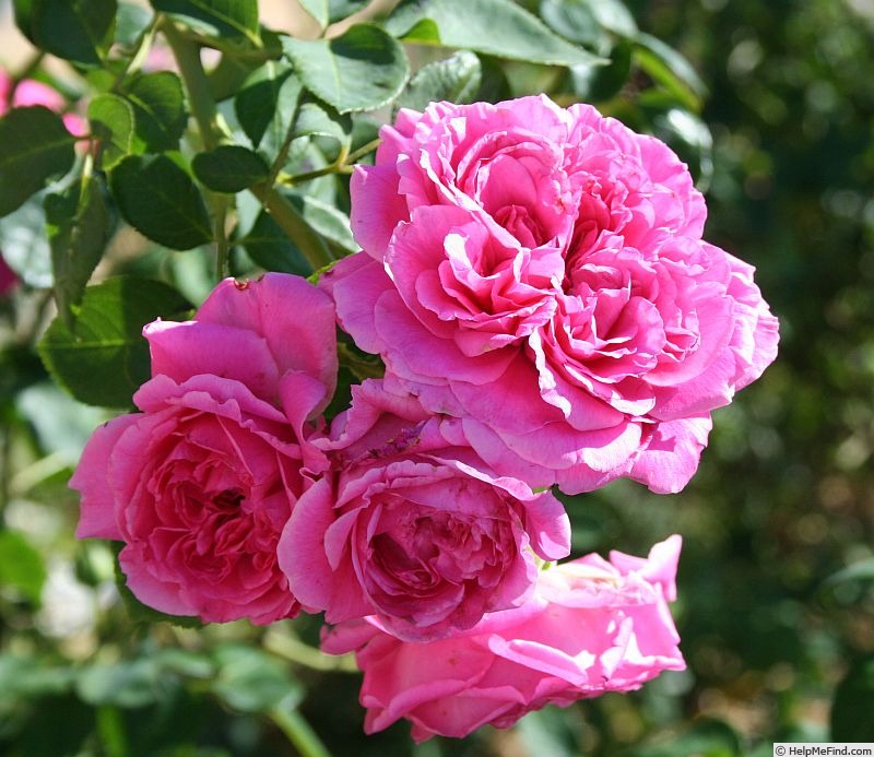 'Dame en Rose' rose photo