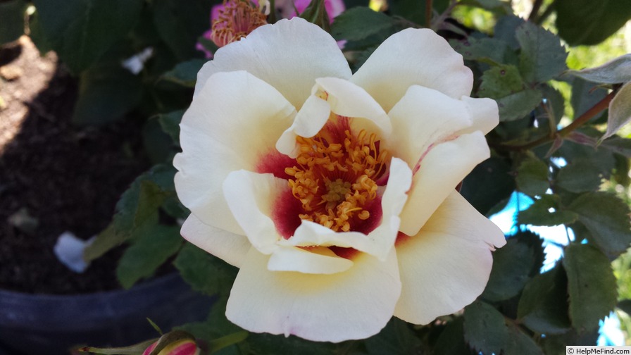 'PEJamigo' rose photo