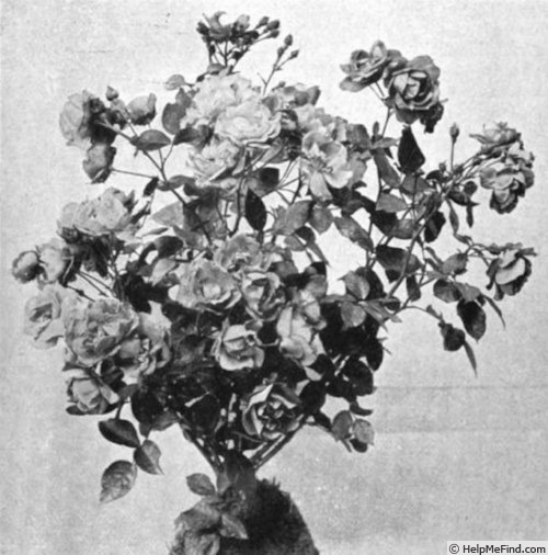 'Rödhätte' rose photo