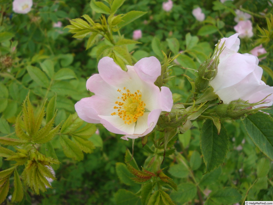 '<i>Rosa</i> X <i>andegavensis</i> Bastard' rose photo