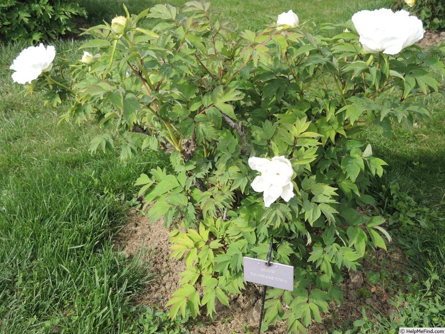 'Snow Thunderstorm' peony photo