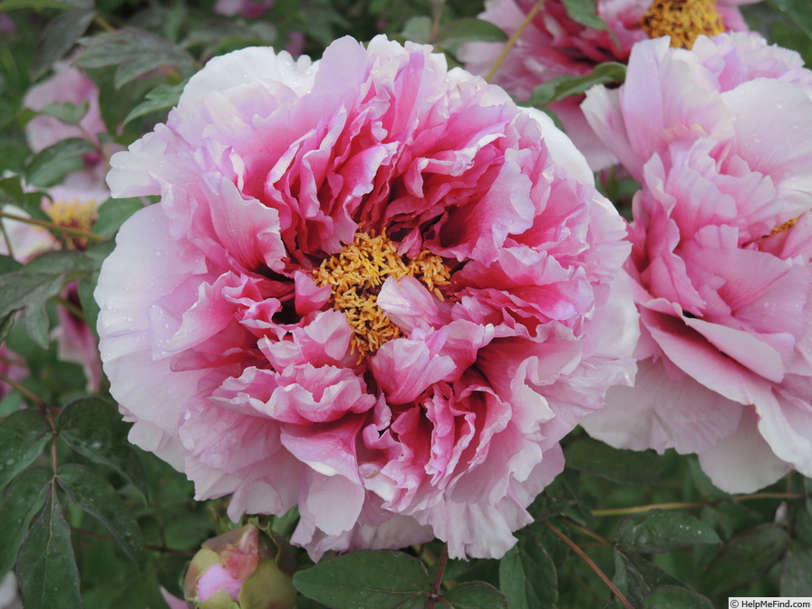 'Baron Thyssen Bornemisza' peony photo