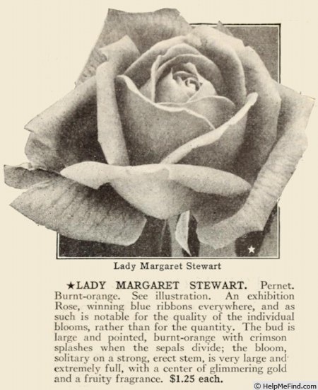 'Lady Margaret Stewart' rose photo