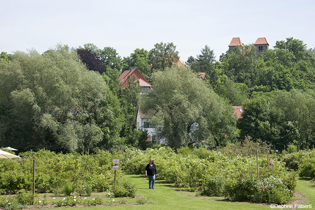 'Rosenpark Reinhausen'  photo