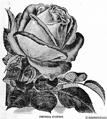 'Impératrice Eugénie (hybrid bourbon, Béluze, 1855)' rose photo