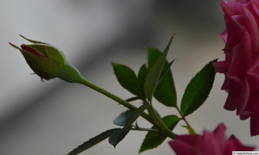 'Beauty of Rosemawr' rose photo