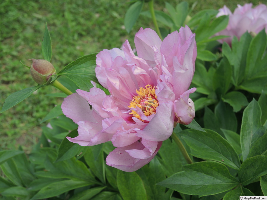 'First Arrival' peony photo