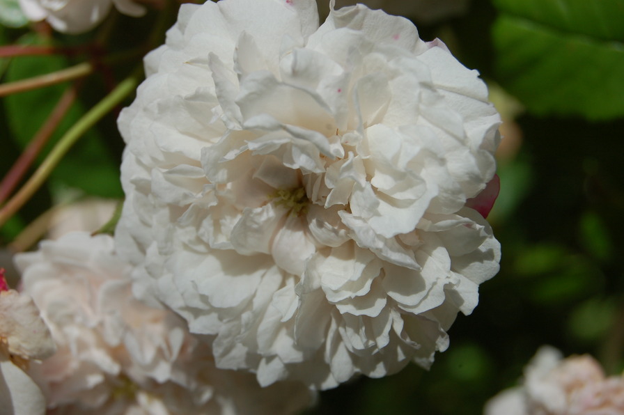 'La Guirlande' rose photo