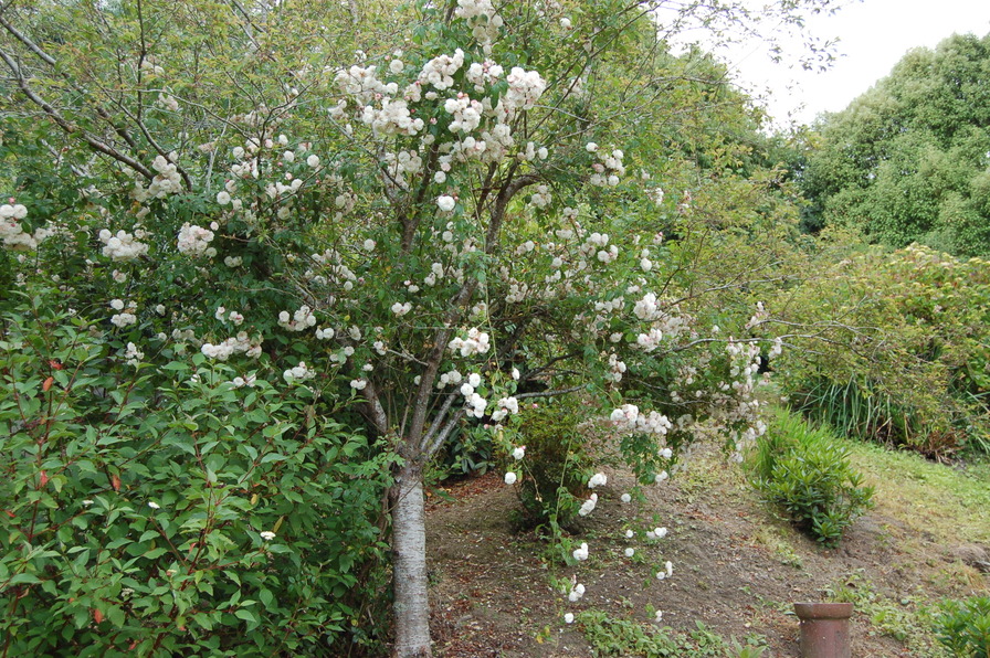 'Félicité et Perpétue' rose photo