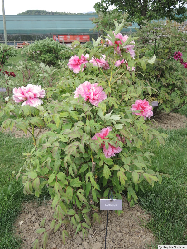 'La Moselle' peony photo