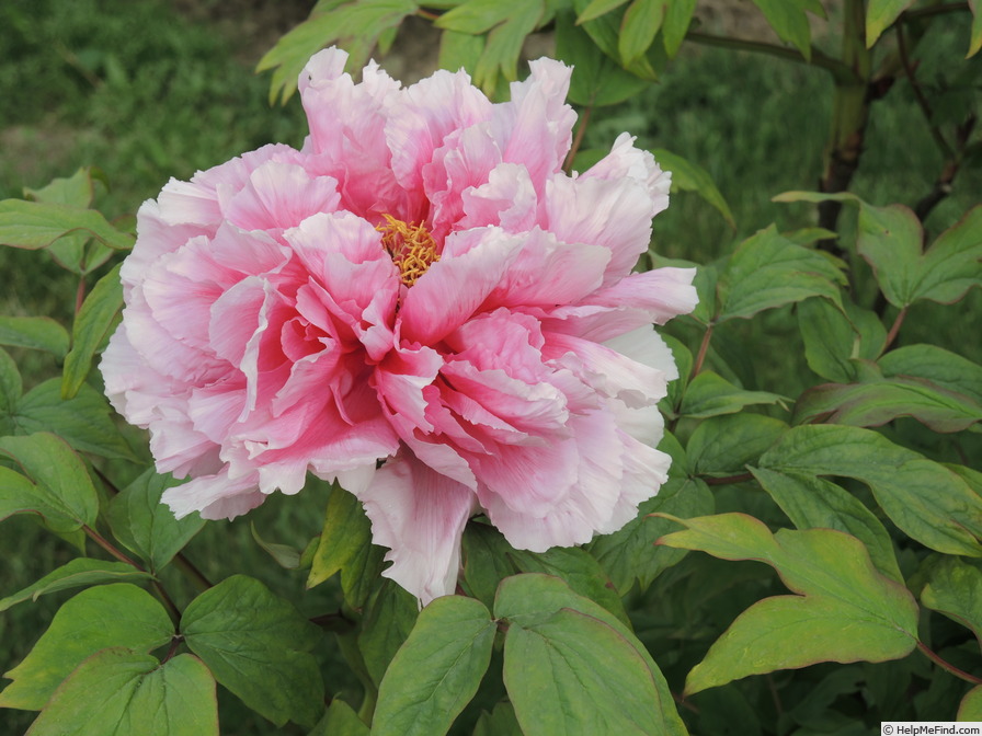 'La Moselle' peony photo