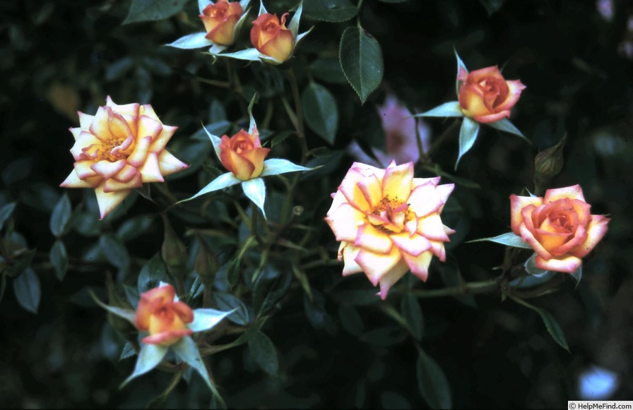 'Tracey Wickham' rose photo