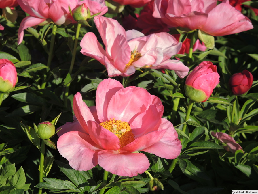 'Constance Spry' peony photo