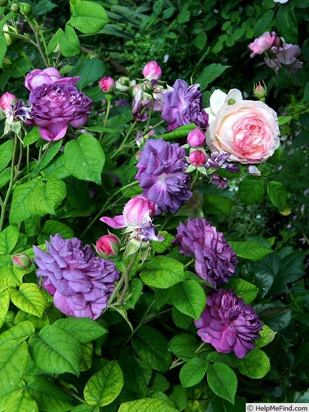 'Cardinal de Richelieu (Hybrid China, Parmentier, pre 1847)' rose photo