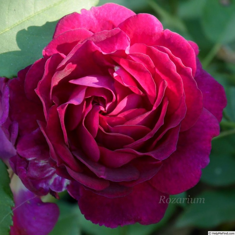 'Rosengarten Zweibrücken ®' rose photo