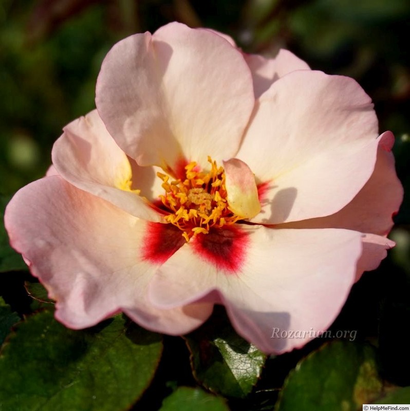 'Alissar, Princess of Phoenicia' rose, click to enlarge 'Alissar, Princess of Phoenicia' rose photo