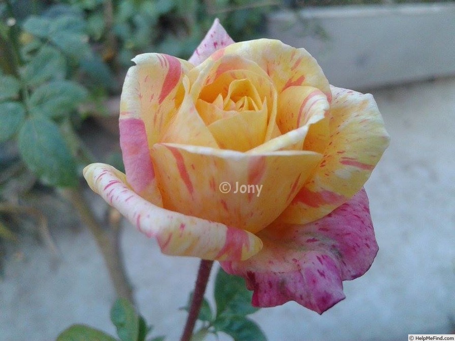 'Abhisarika' rose photo
