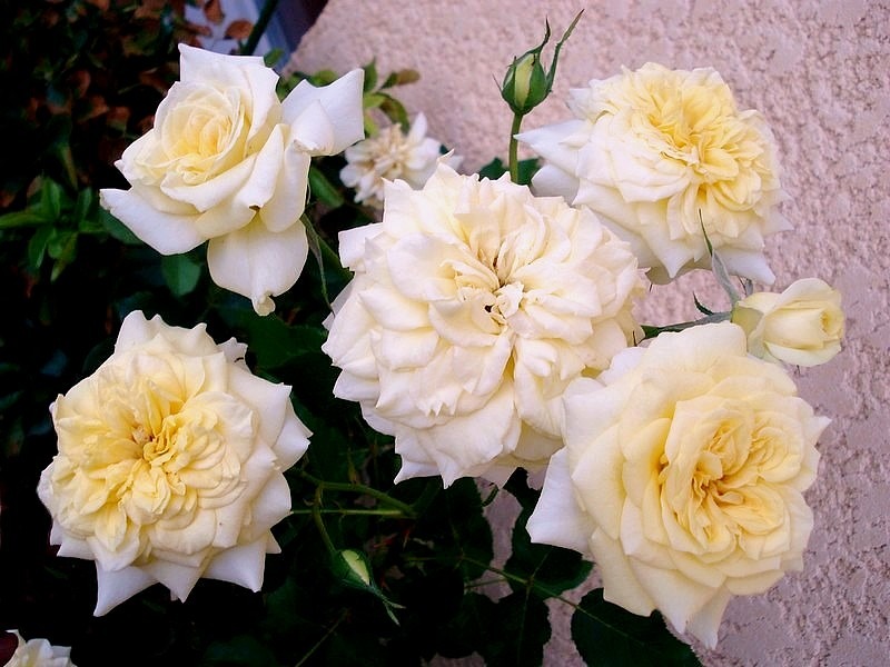 'Sterntaler ®' rose photo