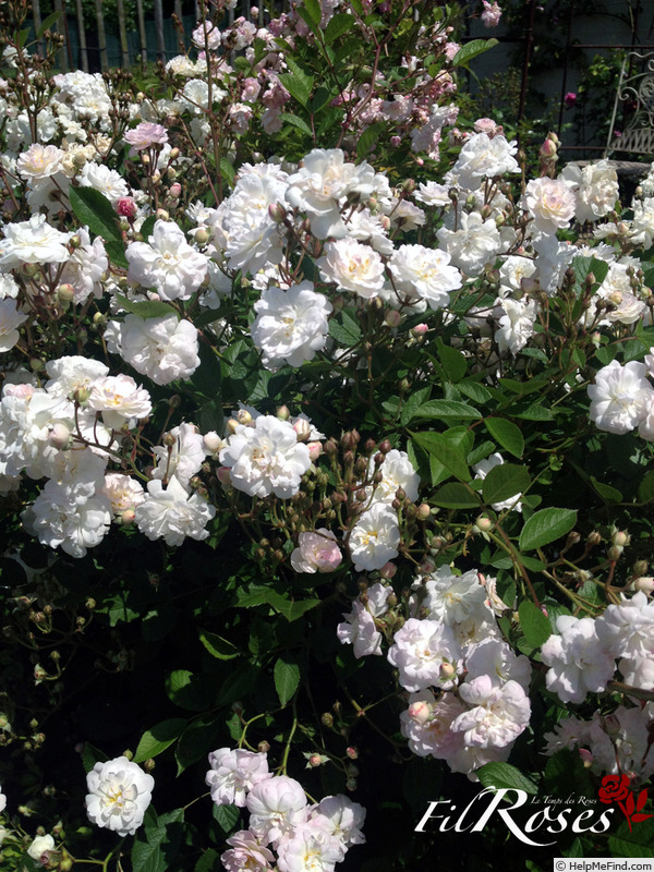 'Blanche Cascade ®' rose, click to enlarge 'Blanche Cascade ®' rose photo